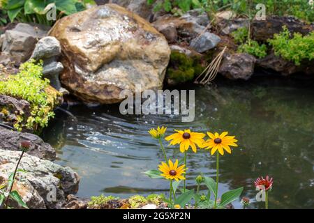 Questa immagine mostra una vista ravvicinata dei fiori perenni di Susan (rudbeckia hirta) giallo arancio brillante negli occhi neri in un giardino ornamentale soleggiato delle farfalle. Foto Stock