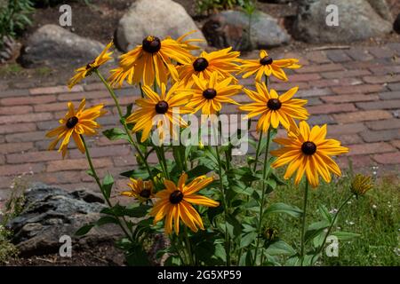 Questa immagine mostra una vista ravvicinata dei fiori perenni di Susan (rudbeckia hirta) giallo arancio brillante negli occhi neri in un giardino ornamentale soleggiato delle farfalle. Foto Stock