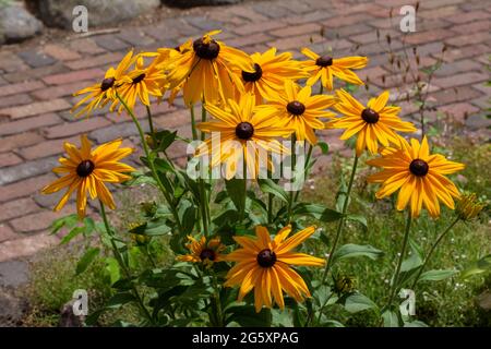 Questa immagine mostra una vista ravvicinata dei fiori perenni di Susan (rudbeckia hirta) giallo arancio brillante negli occhi neri in un giardino ornamentale soleggiato delle farfalle. Foto Stock