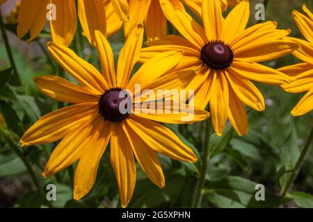 Questa immagine mostra una vista ravvicinata dei fiori perenni di Susan (rudbeckia hirta) giallo arancio brillante negli occhi neri in un giardino ornamentale soleggiato delle farfalle. Foto Stock