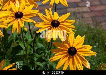 Questa immagine mostra una vista ravvicinata dei fiori perenni di Susan (rudbeckia hirta) giallo arancio brillante negli occhi neri in un giardino ornamentale soleggiato delle farfalle. Foto Stock