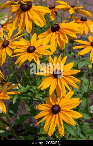 Questa immagine mostra una vista ravvicinata dei fiori perenni di Susan (rudbeckia hirta) giallo arancio brillante negli occhi neri in un giardino ornamentale soleggiato delle farfalle. Foto Stock