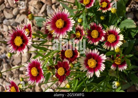 Leading Lady 'Iron Lady' Coreopsis, una cultivar piantata in un letto da giardino con pacciame di roccia. Kansas, Stati Uniti. Foto Stock