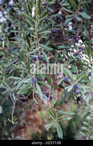 Frutta succosa matura di olive su un albero in un villaggio turco. Giardinaggio. Foto Stock