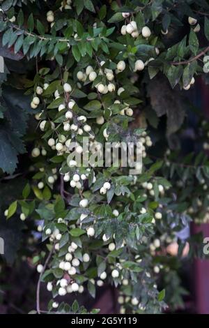 Frutta succosa matura di olive su un albero in un villaggio turco. Giardinaggio. Foto Stock