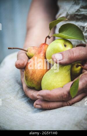 Nelle mani femminili, deliziose pere succose mature. Vista dall'alto, spazio di copia. Foto Stock
