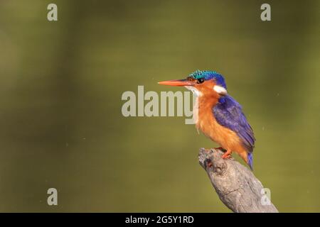 Malachite Kingfisher, Cristate di Corythornis, uccello singolo arroccato sul palo della recinzione sopra l'acqua, Kotu, Gambia Foto Stock