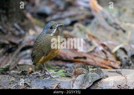 Antpitta, Grallaria alleni, uccello singolo in piedi sul pavimento della foresta pluviale, Angel Paz, Ecuador Foto Stock