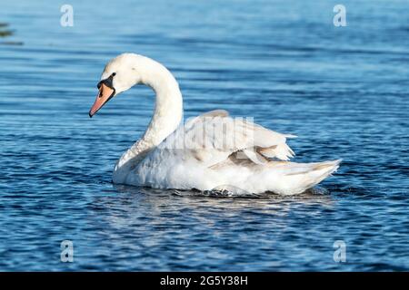 Mute Swan, Cygnus olor, singolo adulto che nuota sull'acqua, Cley, Norfolk, Regno Unito Foto Stock