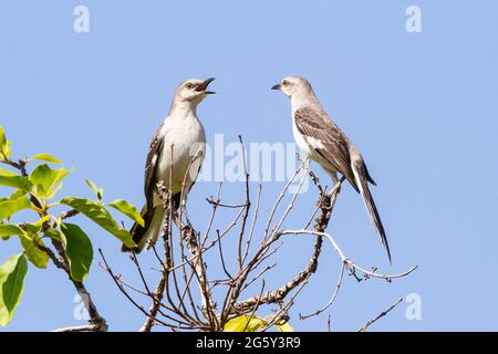 mockingbird settentrionale, Mimus poliglottos, due uccelli arroccati sul ramo dell'albero, Cuba Foto Stock