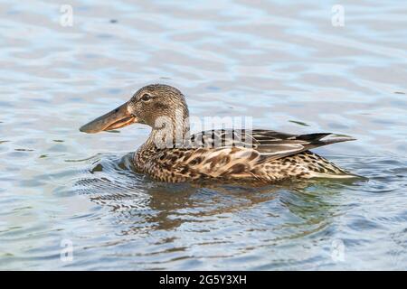 northern Shoveler, spatola clypeata, single adult femmina swimming on Water, Cley, Norfolk, Regno Unito, 10 giugno 2021 Foto Stock