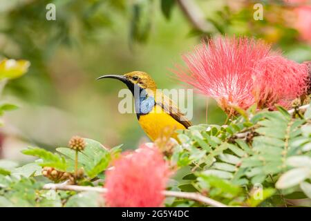 Sunbird a base di ulivo, Cinnyris jugularis, singolo adulto che alimenta il nettare, Daintree, Australia Foto Stock