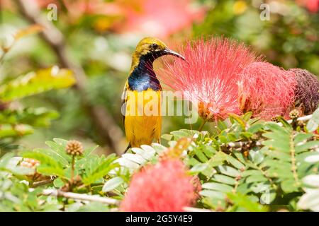 Sunbird a base di ulivo, Cinnyris jugularis, singolo adulto che alimenta il nettare, Daintree, Australia Foto Stock