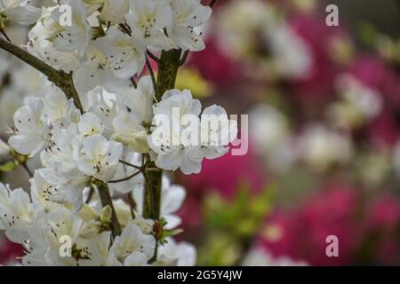 Fiori bianchi Azalee contro sfondo sfocato Foto Stock