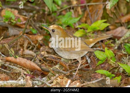 Aranciata nightingale-thrush, catharus aurantiirostris, singolo uccello in piedi sul pavimento della foresta, Savegre, Costa Rica Foto Stock