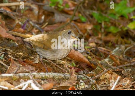 Aranciata nightingale-thrush, catharus aurantiirostris, singolo uccello in piedi sul pavimento della foresta, Savegre, Costa Rica Foto Stock