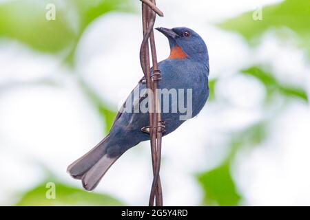 Arangequit, Euneornis campestris, uccello singolo arroccato su filo, Montego Bay, Giamaica Foto Stock