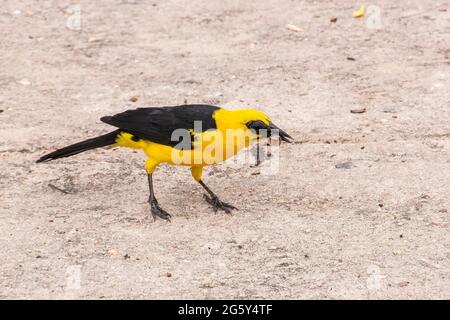 oriole Blackbird, Gymnomystax mexicanus, singolo uccello che si nutra su insetto mentre si trova a terra, Santarem, Brasile Foto Stock