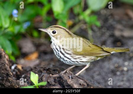 Ovenbird, Seiurus aurocapilla, singolo bord in piedi a terra, Everglades, Florida, USA. Foto Stock