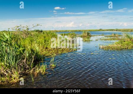 Zone umide nella Riserva Naturale Esteros del Ibera, Argentina Foto Stock