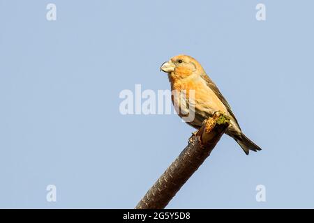parrot crossbill, Loxia pytyopsittacus, uccello singolo arroccato su ramo di albero, Norfolk, Regno Unito Foto Stock