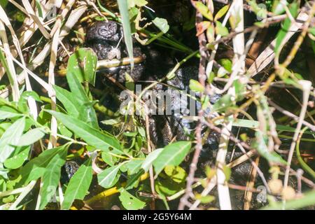 Yacare caiman (Caiman yacare) a Esteros del Ibera, Argentina Foto Stock