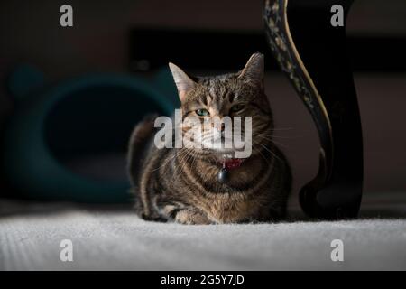 Un ritratto di un gatto Foto Stock