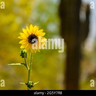 Giardino Botanico del deserto - piante & scultura - Duna girasole - Helianthus debilis Foto Stock