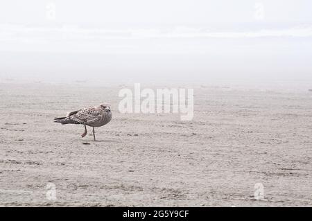 Seagull sulla spiaggia foggy, in piedi su una gamba nella sabbia con le onde che si schiantano in nebbia. I gabbiani sono della famiglia Laridae. Spiaggia costiera natura Foto Stock
