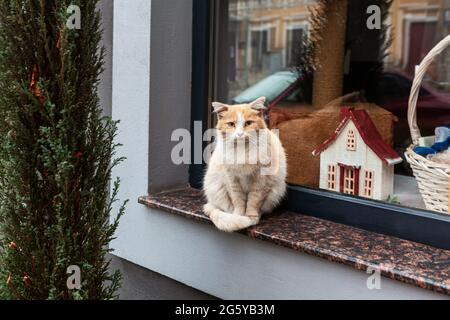 Cat in piedi sul finestrino con vetrina . Gattino triste guardando in macchina fotografica Foto Stock