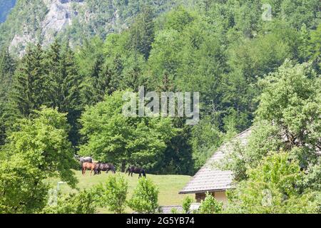 Foto dei cavalli di fronte alle montagne Julian alp a Bohinj; slovenia. Le Alpi Giulie sono una catena montuosa del sud calcare al Foto Stock