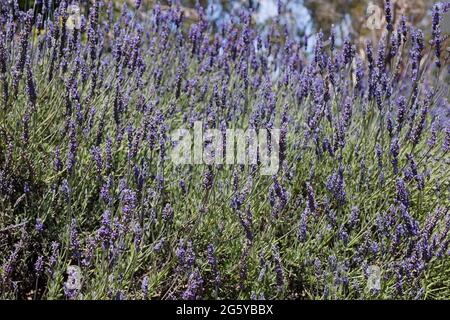 campo di fiori di lavanda che crescono a san francisco in una giornata di sole in un parco pubblico Foto Stock