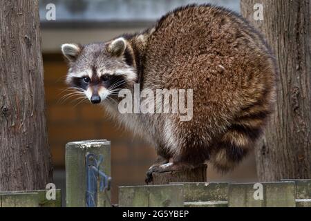 Un giovane Raccoon che cammina lungo un recinto cortile. Foto Stock