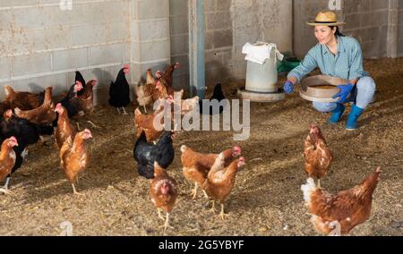 Donna kazaka nutre galline ovaiole Foto Stock