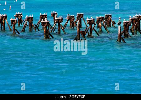 Gli uccelli si trovano sui pali situati nelle acque del Dry Tortugas National Park. Foto Stock