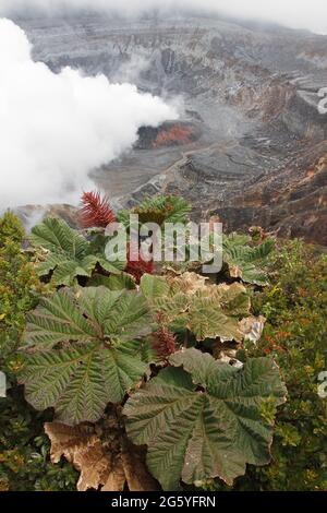 Il vapore sorge dal cratere del Parco Nazionale del Vulcano Poás. Foto Stock