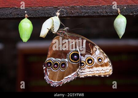 Un blu morpho butterfly, Morpho peleides limpida, sulla sua crisalide. Foto Stock