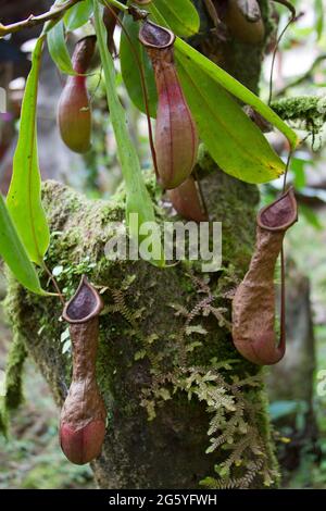 Brocca carnivore piante, Nepenthes, crescere in climi tropicali. Foto Stock