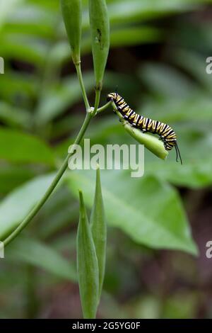 Un monarca caterpillar, Danaus plexipus, mangia una pianta. Foto Stock