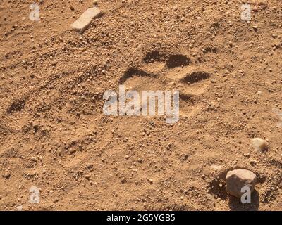 Un leone ha lasciato la sua impronta sulla strada. Foto Stock