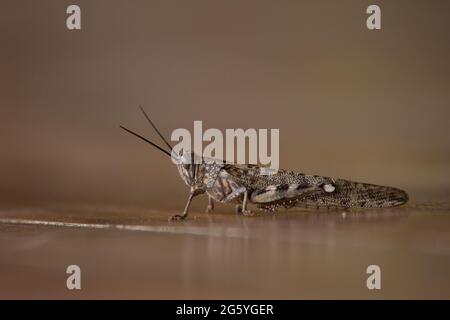 Una vista di un deserto locust, Schistocerca gregaria, sul terreno. Foto Stock