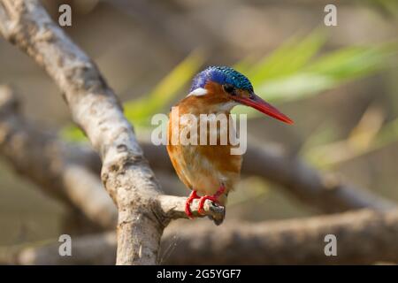 Una malachite kingfisher, Alcedo cristata, orologi per il cibo. Foto Stock