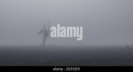 La silhouette creepy di moncone dell'albero morto si leva in piedi da solo in un campo foggy Foto Stock