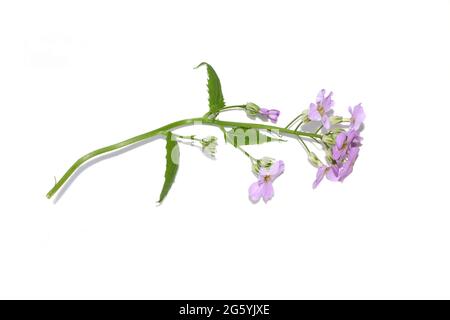 Il razzo di Dame Hesperis matronalis invasivo pianta fiori viola isolato su sfondo bianco Foto Stock