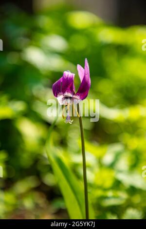 Primaverile viola fiore Erythronium Sibiricum alla luce del sole, Siberia, Russia Foto Stock