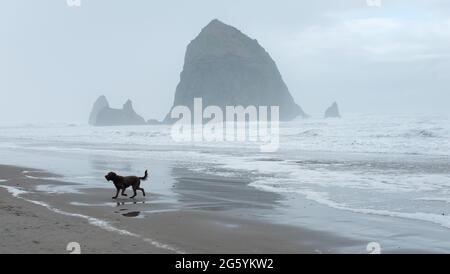 Un cane corre lungo la spiaggia sabbiosa di Cannon Beach, nel nord-ovest dell'Oregon, Stati Uniti. Foto Stock