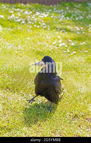 Rook (Corvus frugilegus). Uccello adulto alla ricerca di invertebrati come prodotti alimentari. Bolletta di prova lunga, e calvo, nessuno piume, base al becco o fattura. Foto Stock