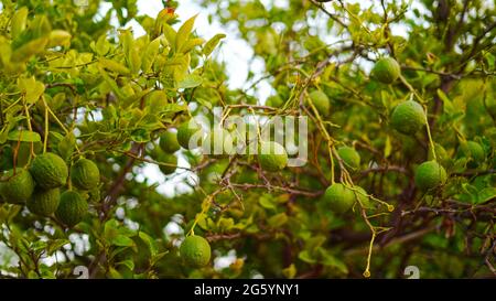 Fonte fresca più ricca di frutta di vitamina di limone o Citrus con foglie verdi. Foto Stock
