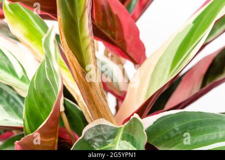 Primo piano dei bordi dorati della foglia. Problema comune di Calatea Stromanthe sanguinea Triostar o Tricolor pianta a causa di iperirrigazione Foto Stock