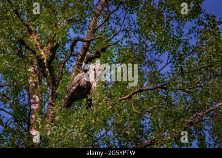 Ural allocco (Strix uralensis) Foto Stock